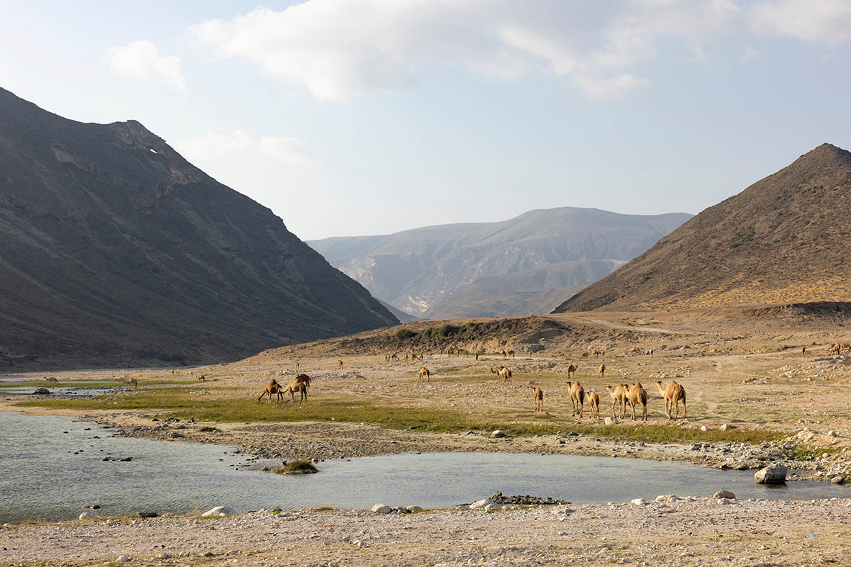 Верблюжье пастбище в Вади Дарбат. Источник: Hyserb / Shutterstock / FOTODOM