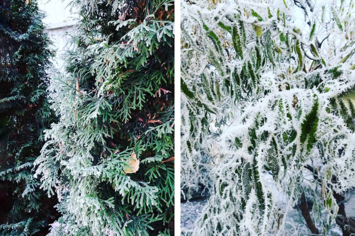 Зимой в Калининграде мало снега. Зато бывают заморозки, и тогда деревья покрывает белоснежный узор. Источник: личный архив Ирины Маслаковой
