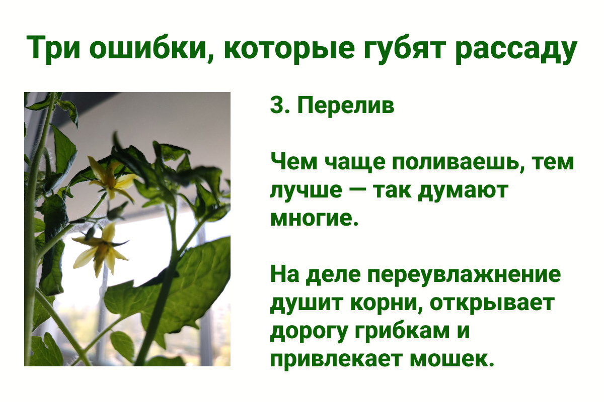 Ошибки, которые мешают вырастить здоровую рассаду. Источник: личный архив Анны Молчановой