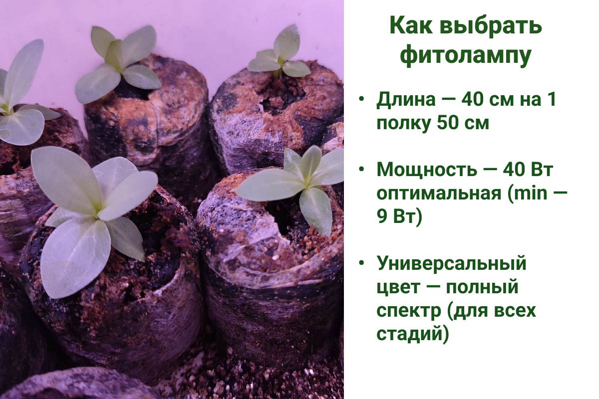 Как выбрать фитолампу. Источник: личный архив Анны Молчановой
