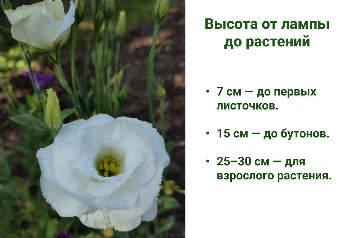 Высота от лампы до растений. Источник: личный архив Анны Молчановой