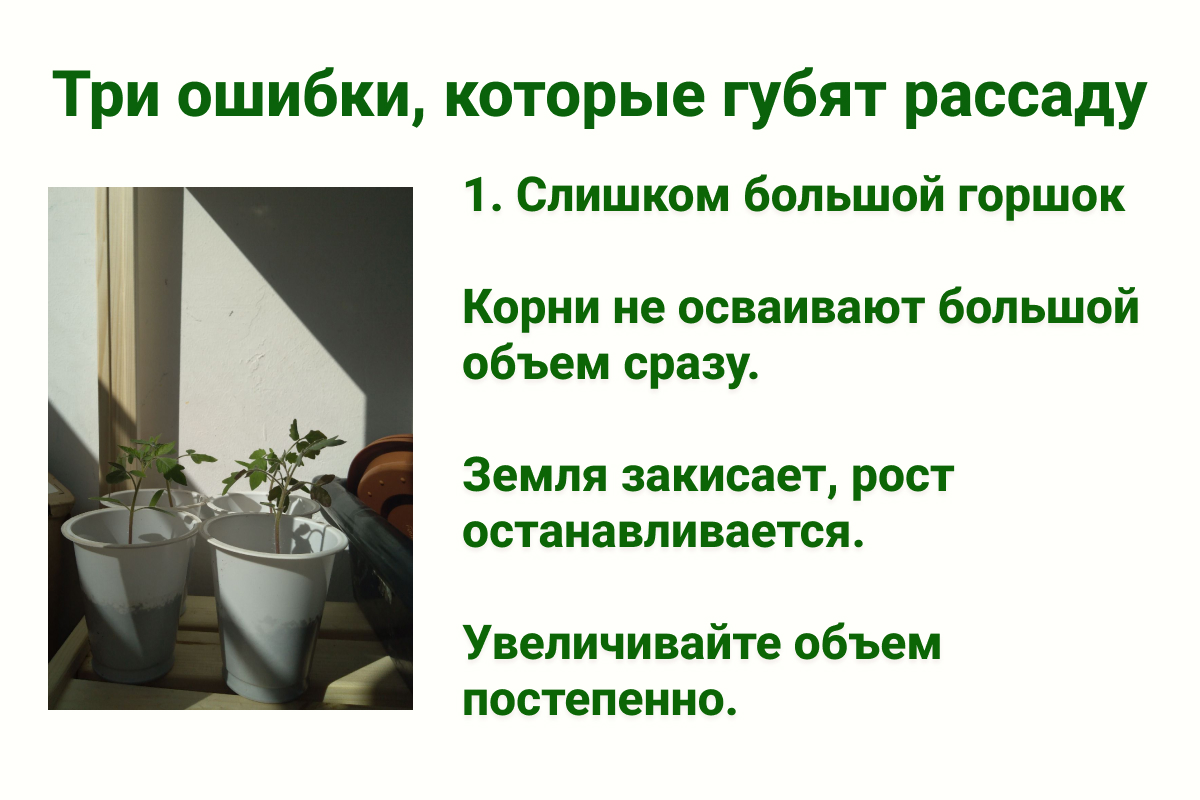 Ошибки, которые мешают вырастить здоровую рассаду. Источник: личный архив Анны Молчановой