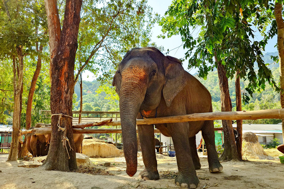 Слон в заповеднике Phuket Elephant Sanctuary. Источник: KissCat / Shutterstock / FOTODOM