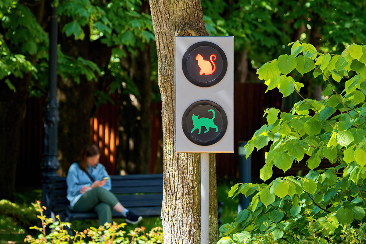 Кошачий светофор. Источник: Igor Shoshin / Shutterstock / FOTODOM