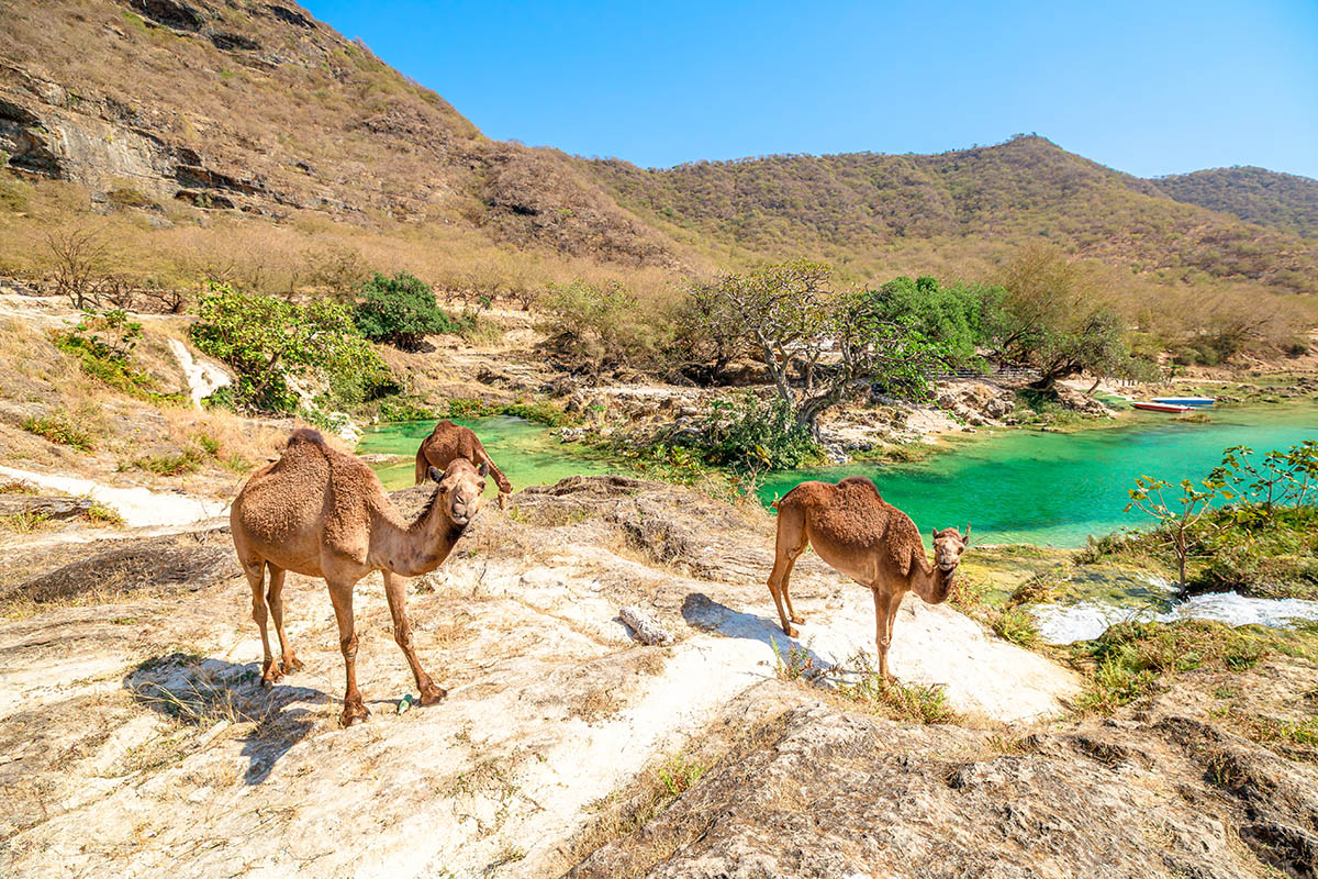 Верблюды идут на водопой. Источник: Benny Marty / Shutterstock / FOTODOM