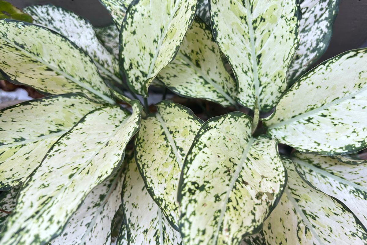 Основной цвет — зеленый. Источник: Sumia Adhayani / Shutterstock / FOTODOM