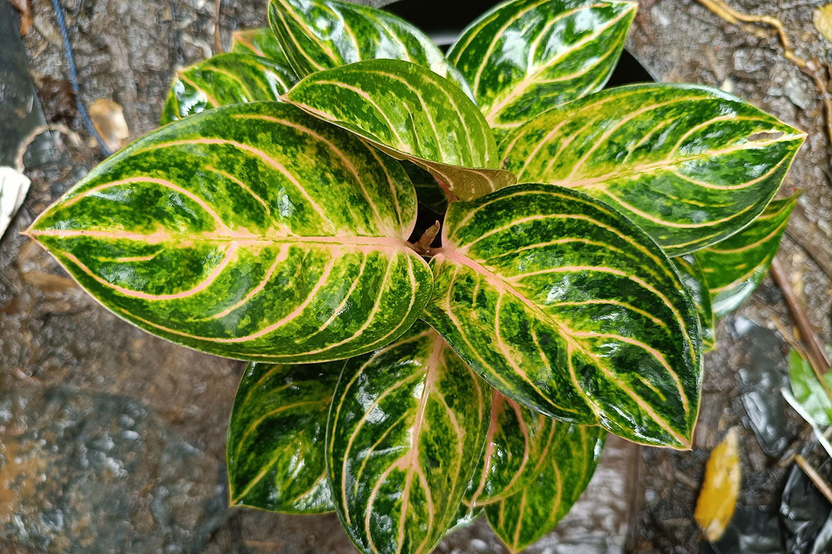 Основной цвет — зеленый. Источник: adhira rar / Shutterstock / FOTODOM