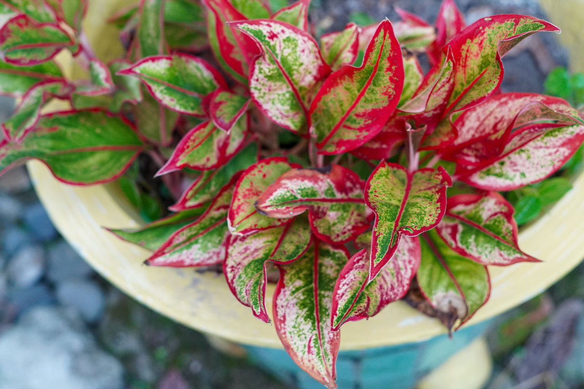 Цветок притягивает взгляд. Источник: Amru Sazulhaq / Shutterstock / FOTODOM