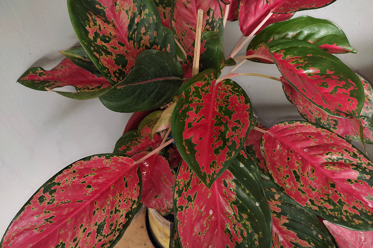 Цветок притягивает взгляд. Источник: Muhammad Haris D / Shutterstock / FOTODOM