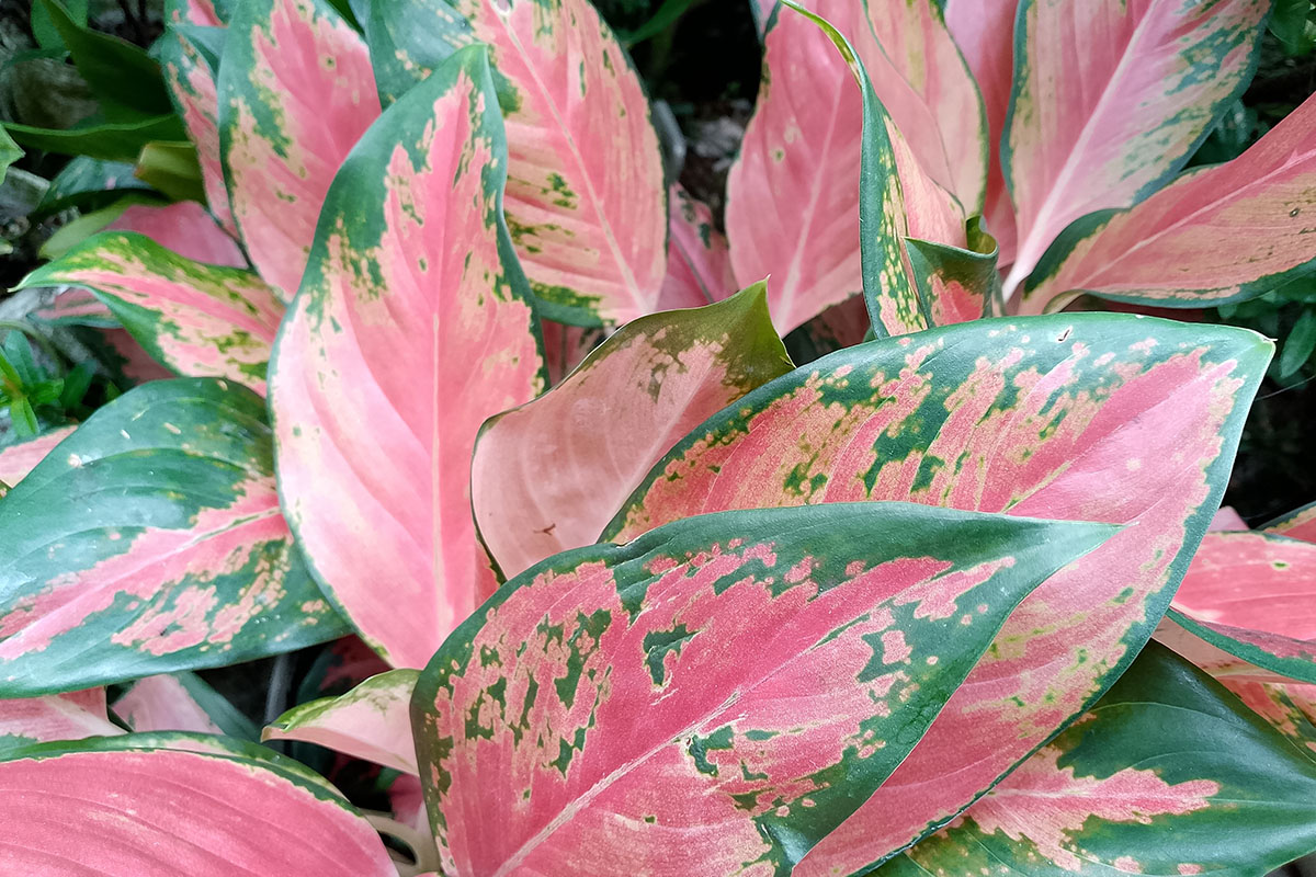 Эти сорта романтичные и нежные. Источник: Destiana29 / Shutterstock / FOTODOM