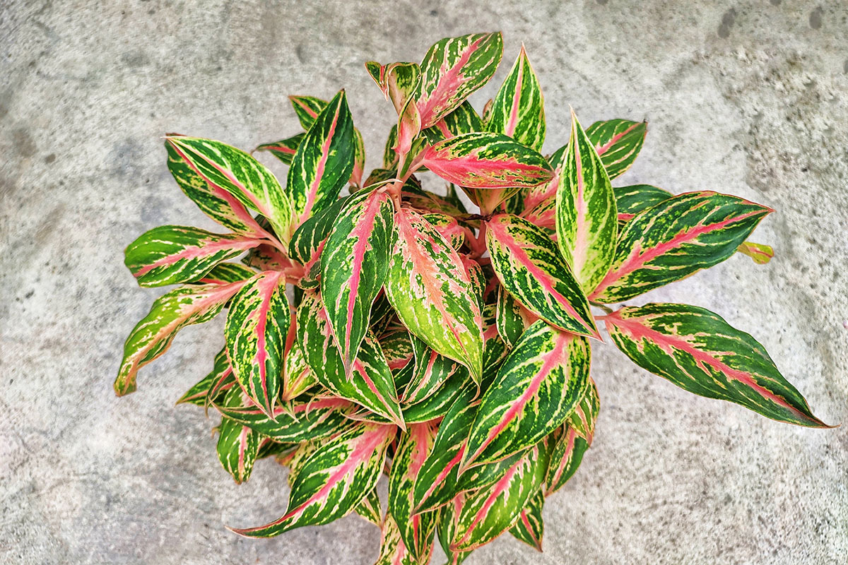 Эти сорта романтичные и нежные. Источник: vittryp / Shutterstock / FOTODOM