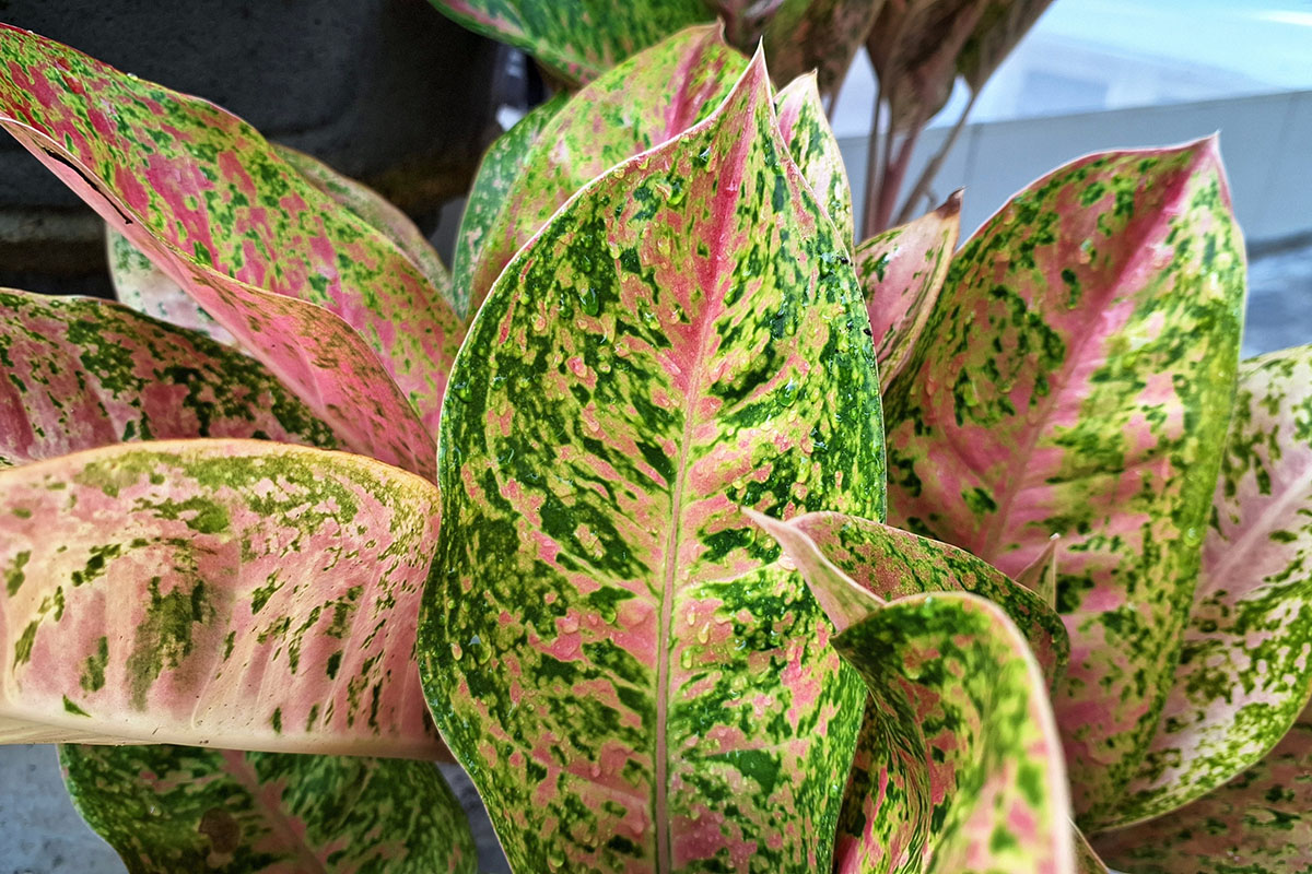 Эти сорта романтичные и нежные. Источник: Muh. Nasyeh / Shutterstock / FOTODOM