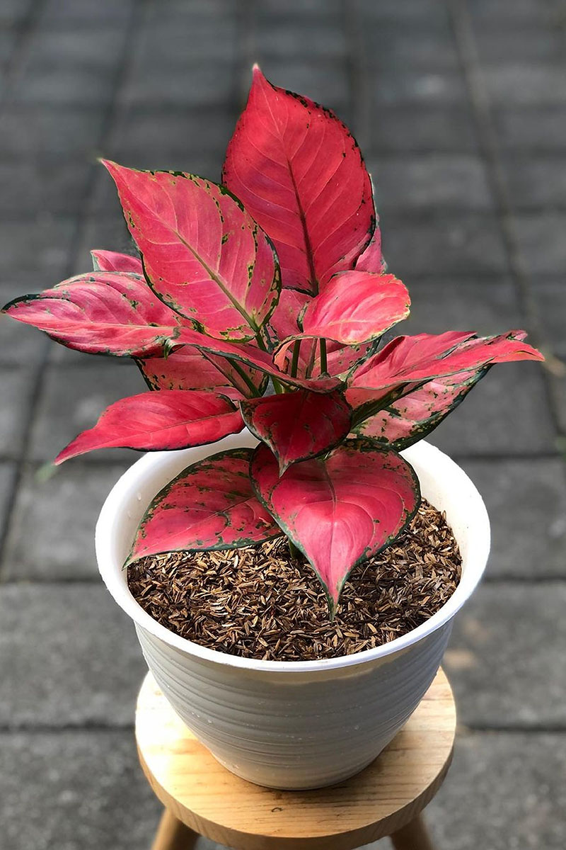 Цветок притягивает взгляд. Источник: Magic Gun / Shutterstock / FOTODOM