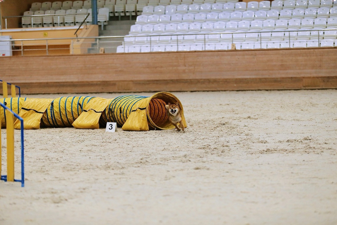 Когда Рич настроится на соревновательный лад, все получается. Источник: личный архив Ильнары Минниахметовой