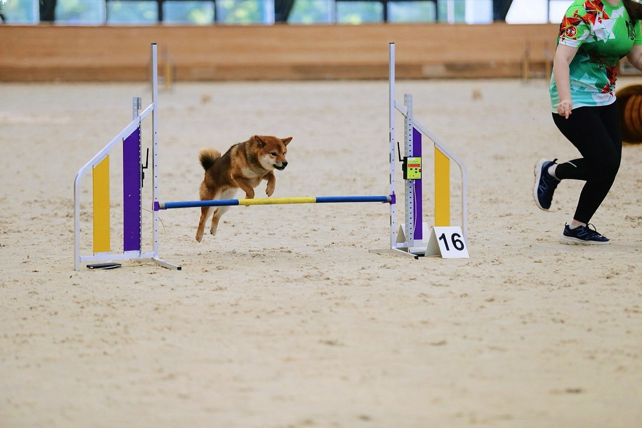 Когда Рич настроится на соревновательный лад, все получается. Источник: личный архив Ильнары Минниахметовой