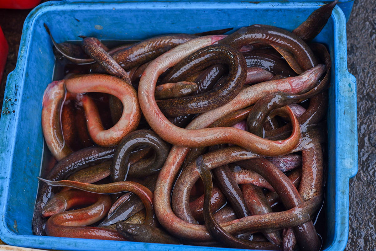 Угорь узкий, длинный. Источник: Anggun Risky Darmawan / Shutterstock / FOTODOM