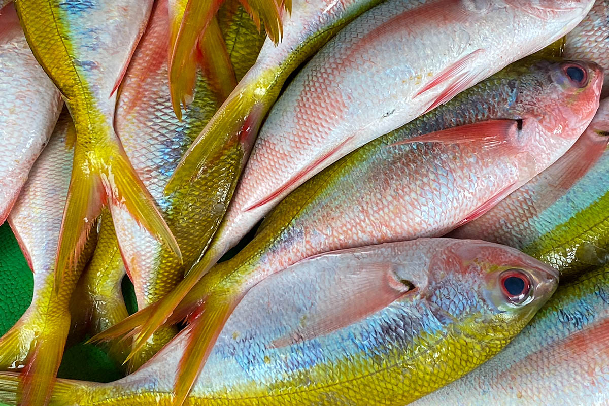Вкусом лакедра похожа на тунца и скумбрию, но она жирнее. Источник: Alfarra60 / Shutterstock / FOTODOM Alt= красная рыба для суши