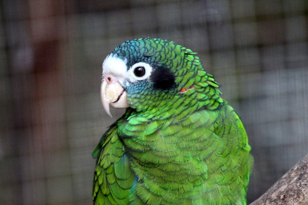 амазон попугай
