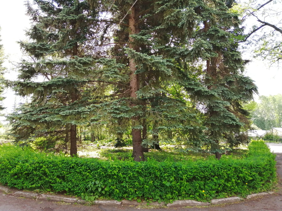 Ботанический сад-институт УНЦ РАН