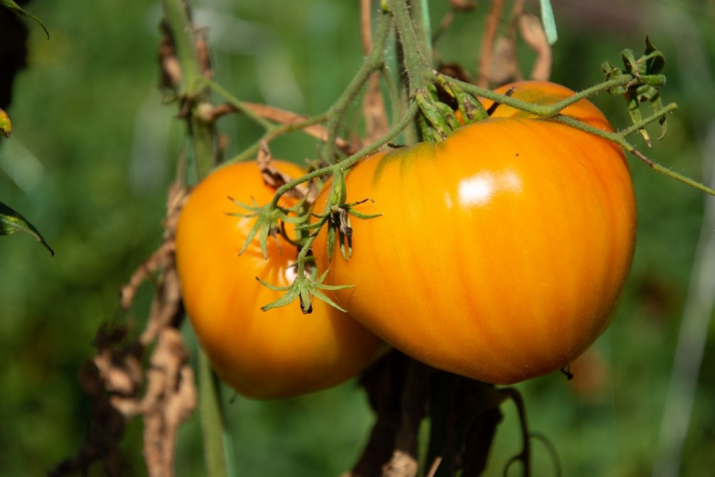 медовый спас урожай в теплице помидоры