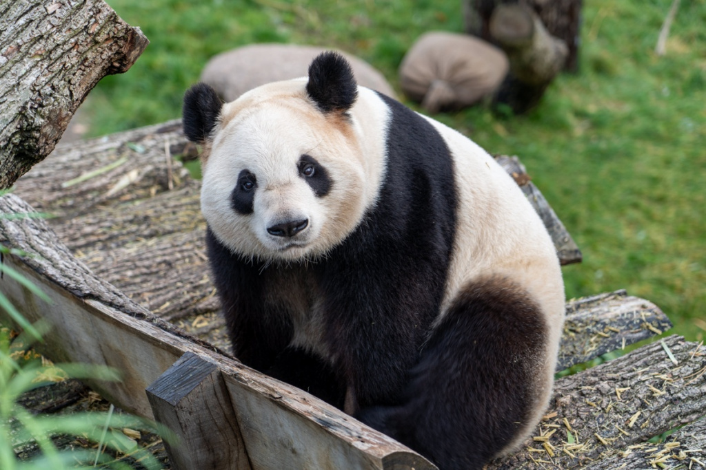 китай панды животные виза 