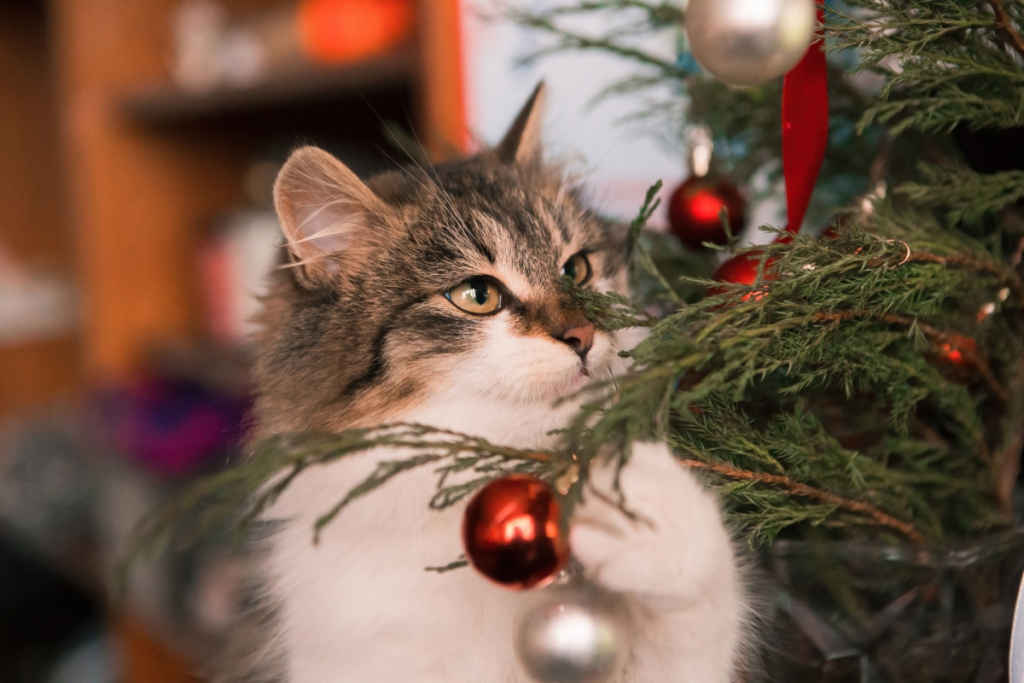 елки Коты Рождество Новый год
