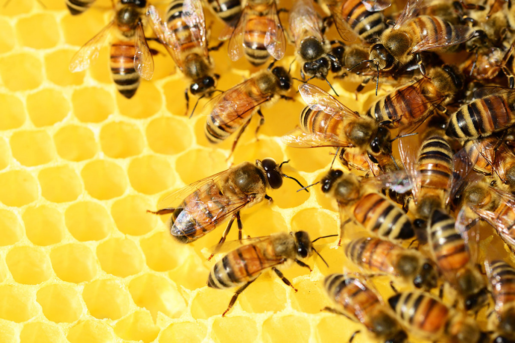 Как проверить мед на натуральность в домашних условиях: 10 способов | РБК Стиль