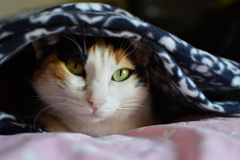 кот одеяло