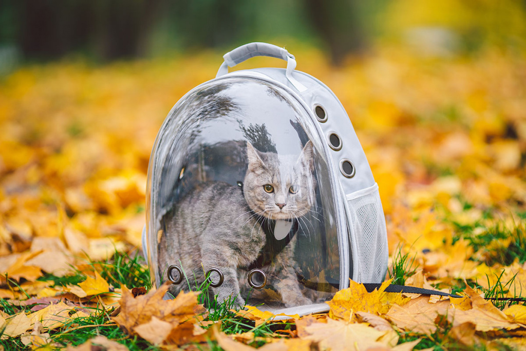 кот в прозрачном рюкзаке
