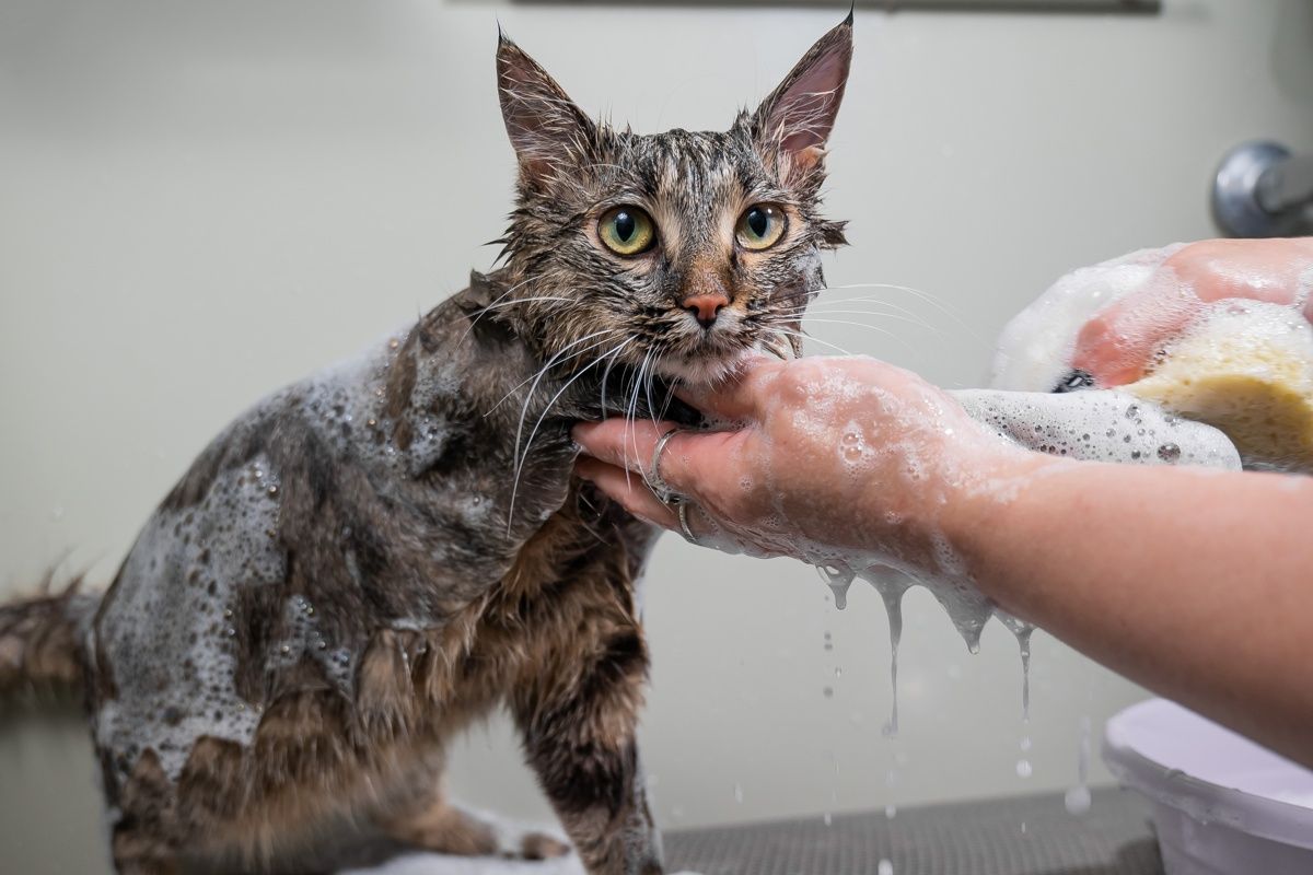 как помыть кошку