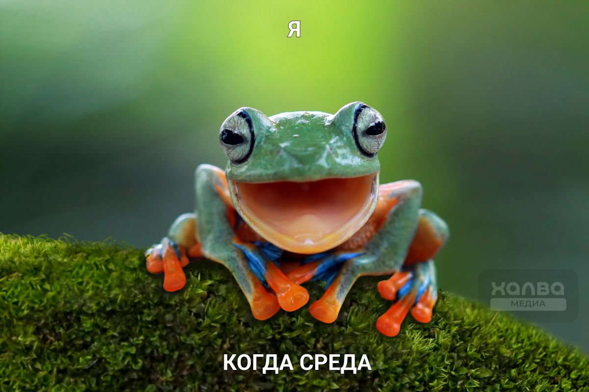 среда мои чюваки