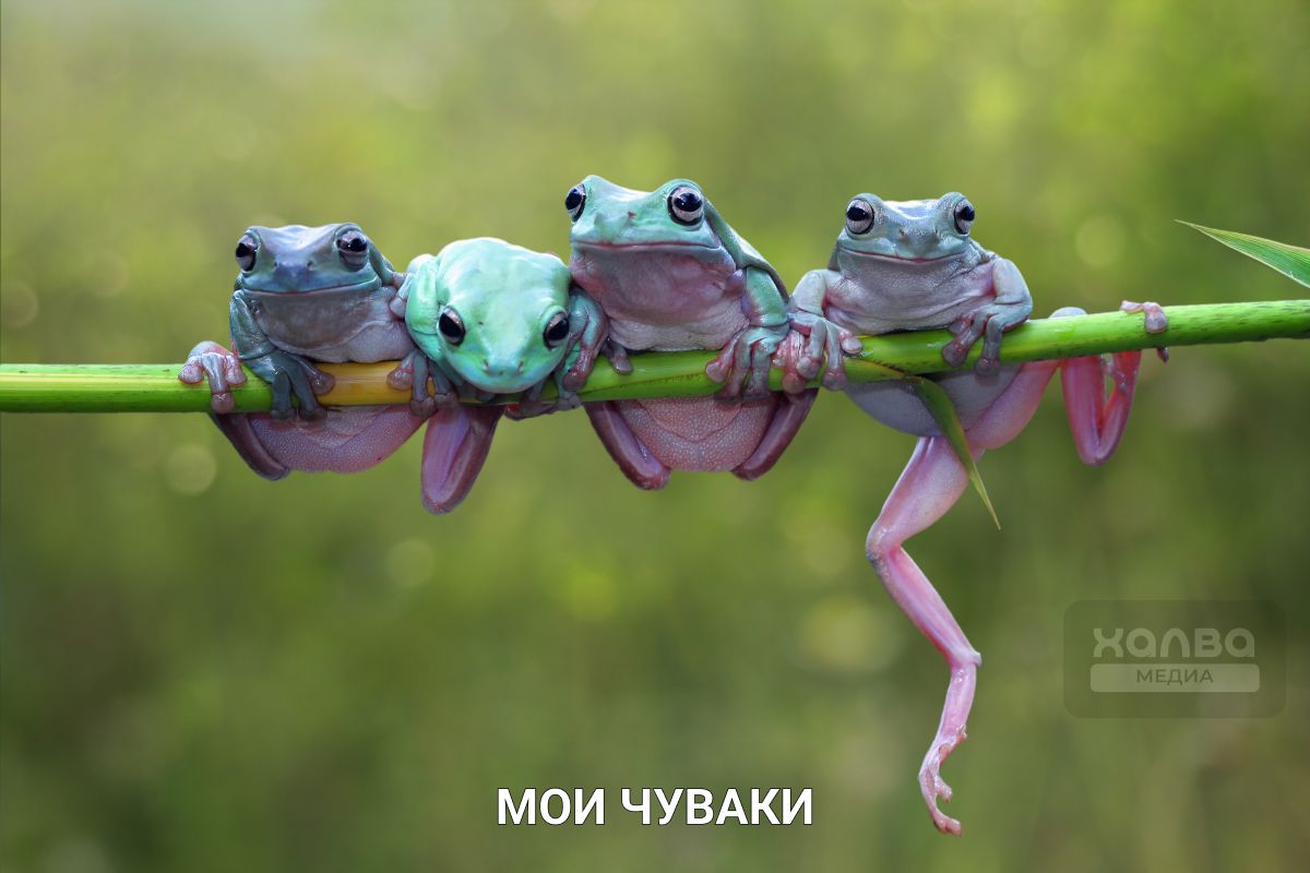 лягушка среда чюваки