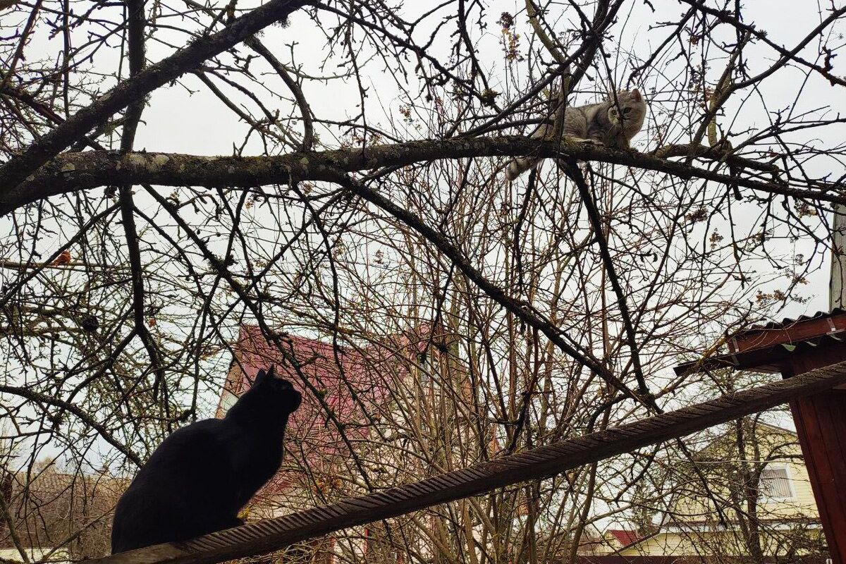кошки дерево дача