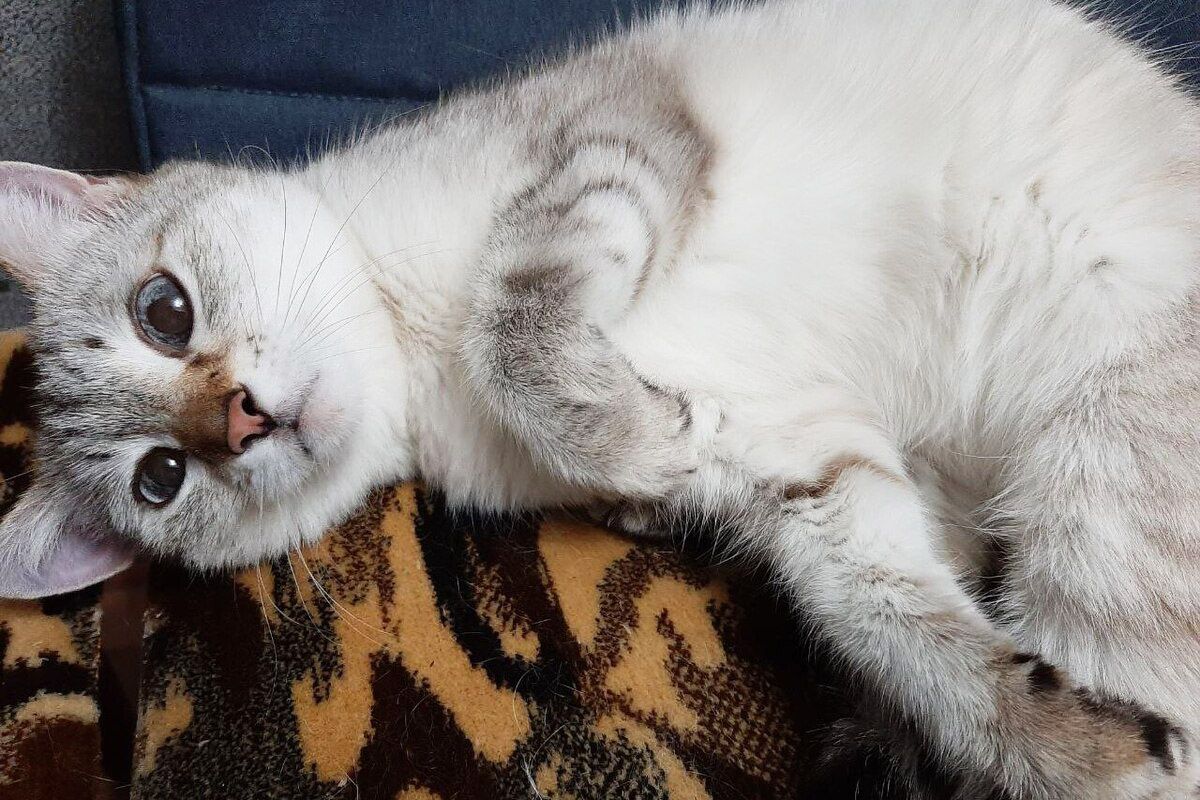 как ухаживать за котенком