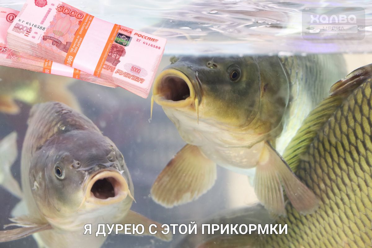 карась и деньги