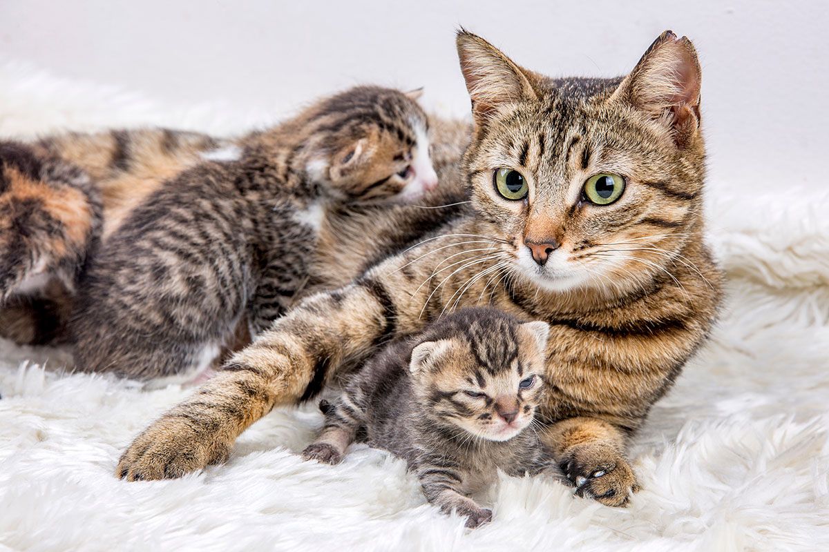 к чему снятся котята