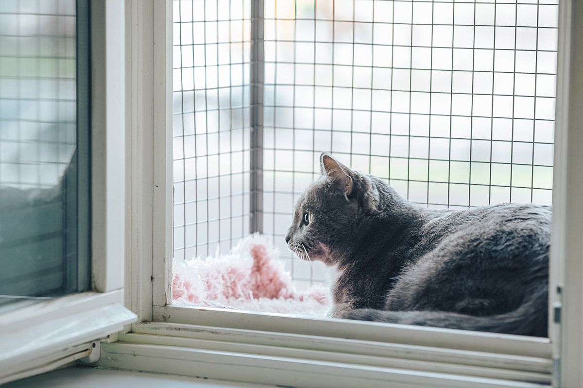 Защита для кошек на окна