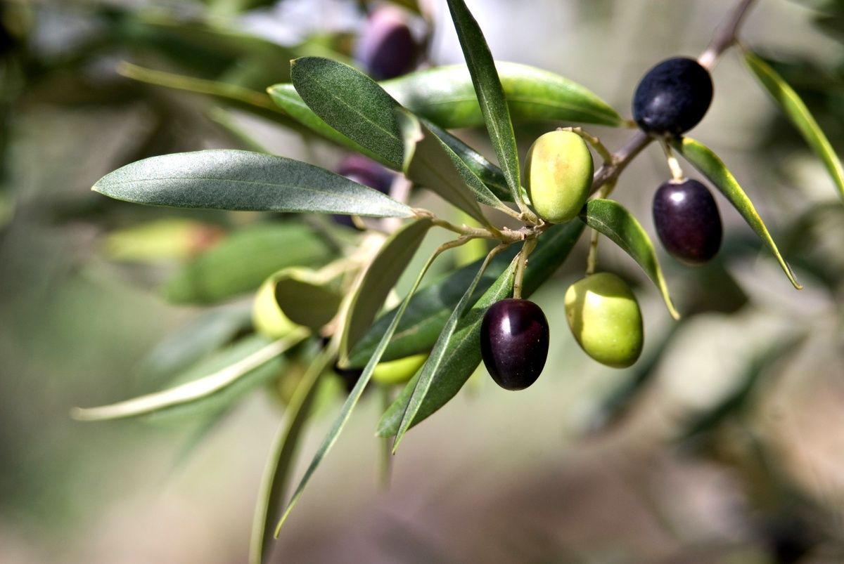 почему маслины черные а оливки зеленые