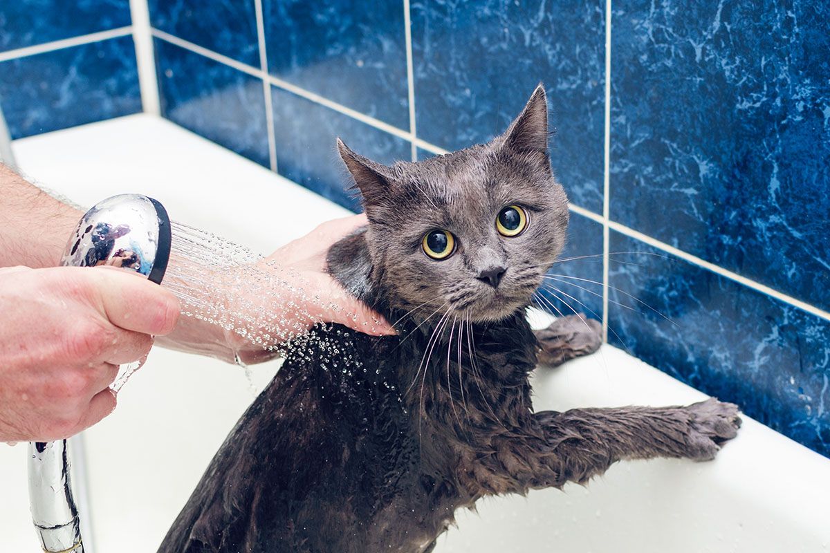 как часто можно мыть кота