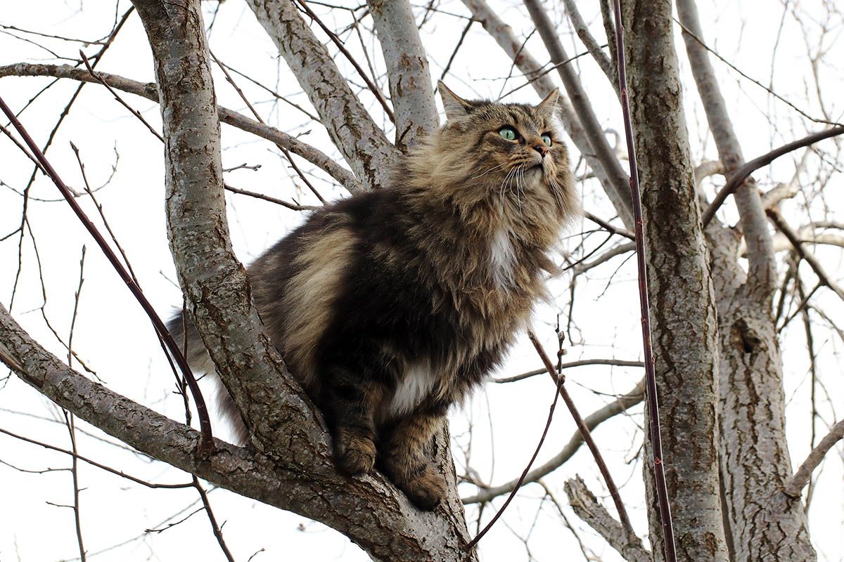 норвежская лесная кошка на ветке