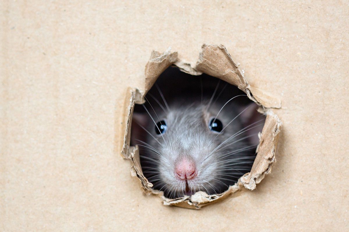 Как избавиться от мышей в доме и на даче навсегда