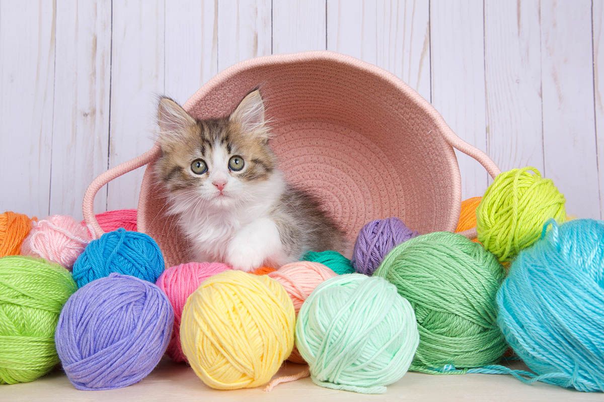котенок породистый норвежский лесной