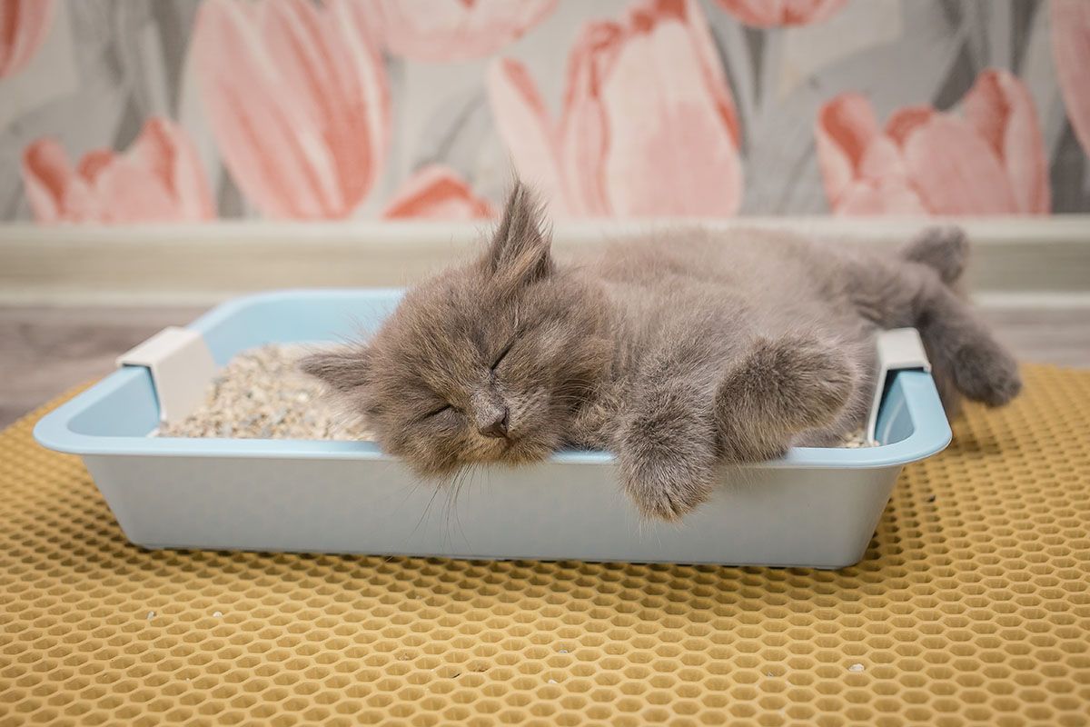 котенок спит в туалете