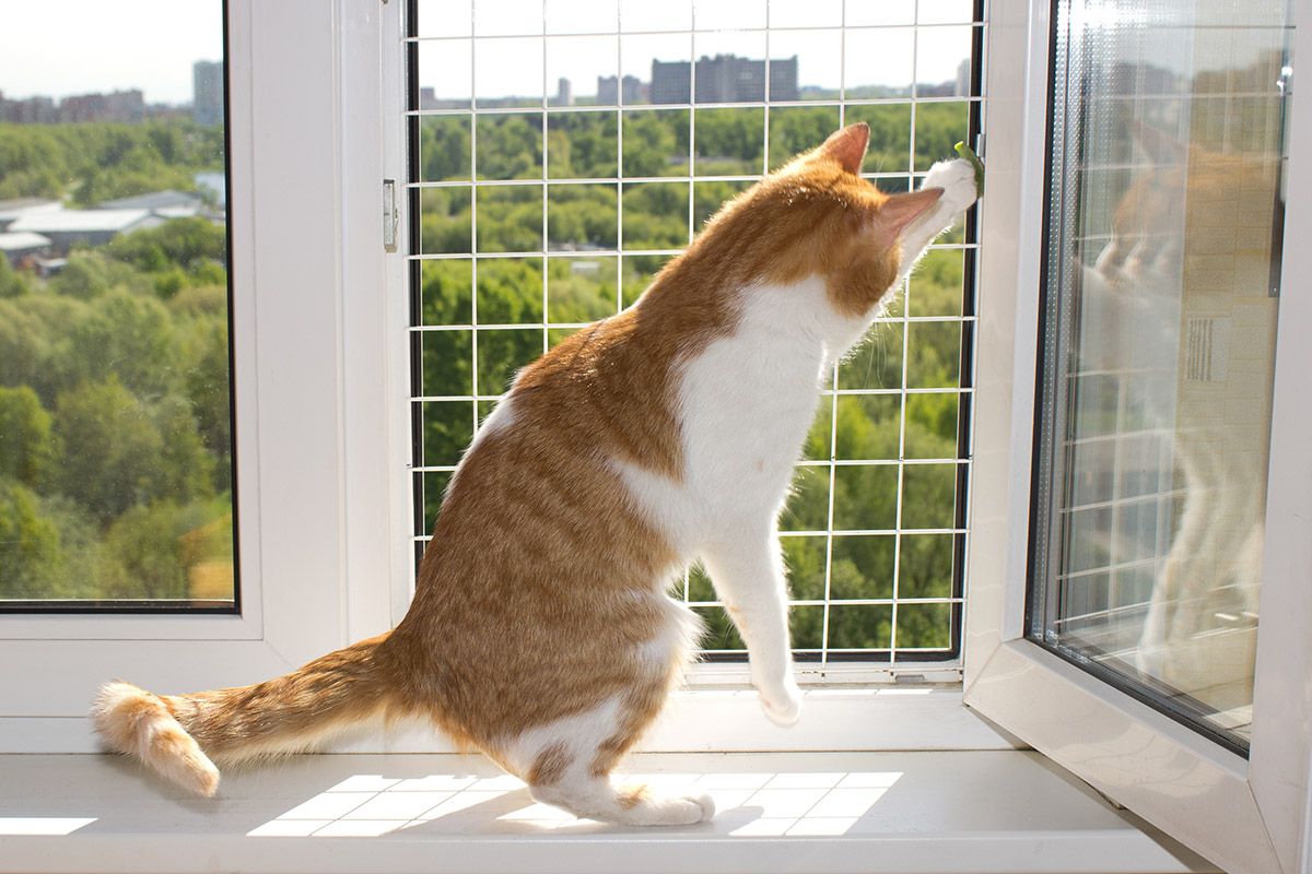 Защита для кошек на окна
