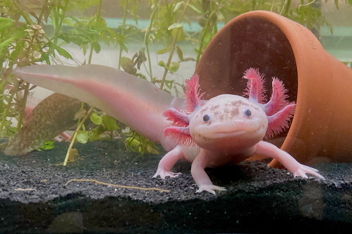 где живет аксолотль