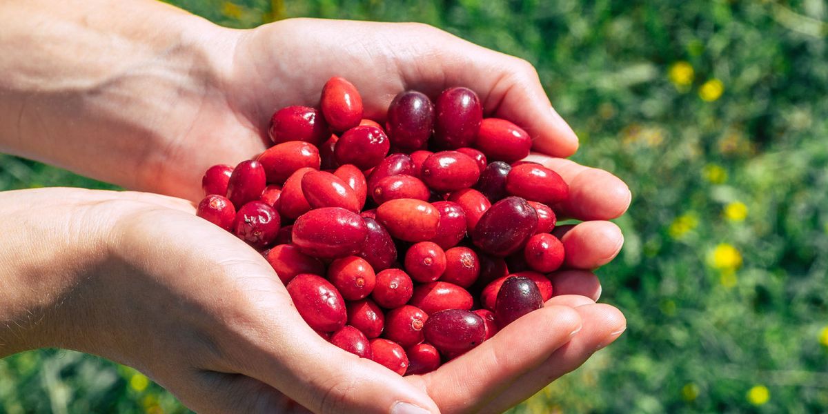 Кизил: что это за ягода, полезные свойства и рецепты