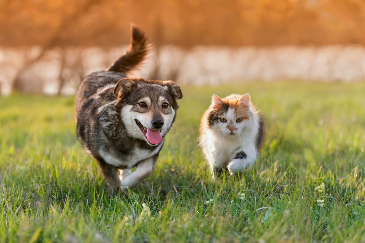 Как подружить кошку с собакой