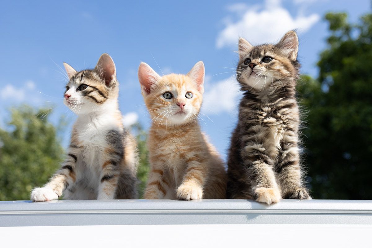 котята клички