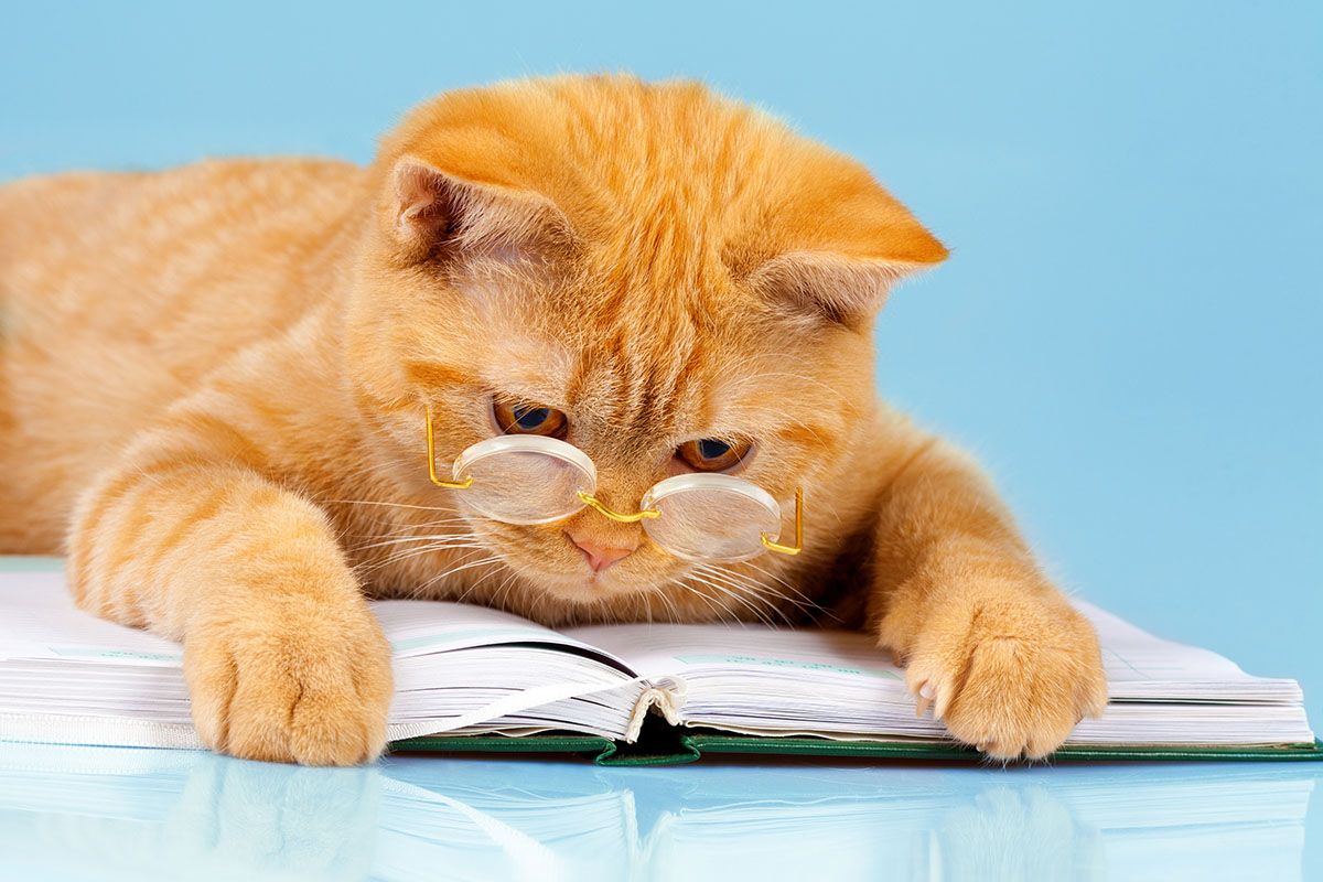 котята сонник