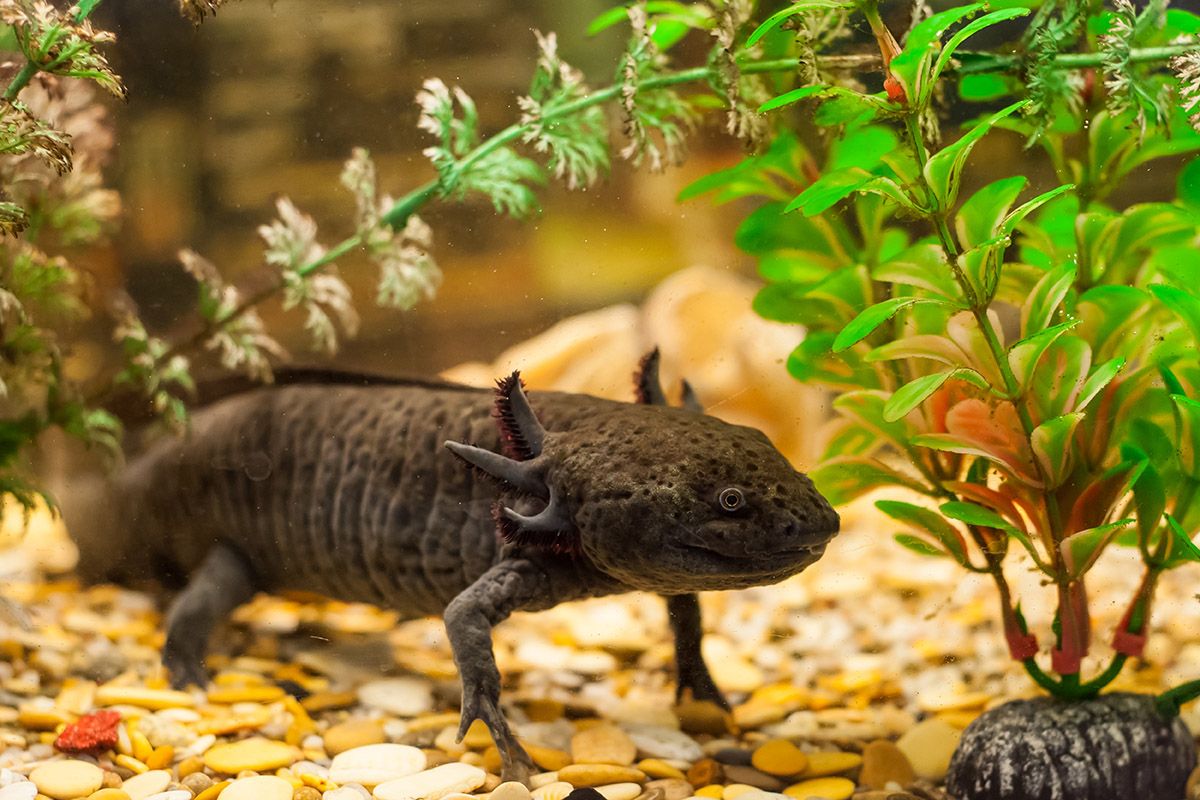 аксолотли вода